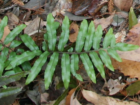 Plagiogyria x sessilifolia