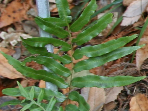 Plagiogyria x sessilifolia