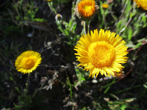 Tussilago farfara