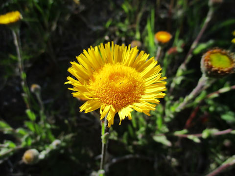 Tussilago farfara