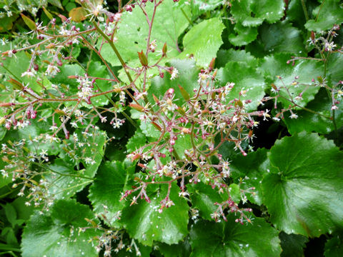 Saxifraga japonica