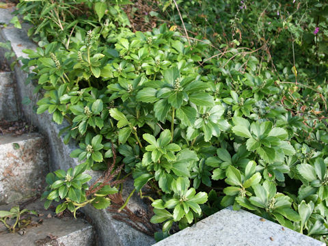 Pachysandra terminalis