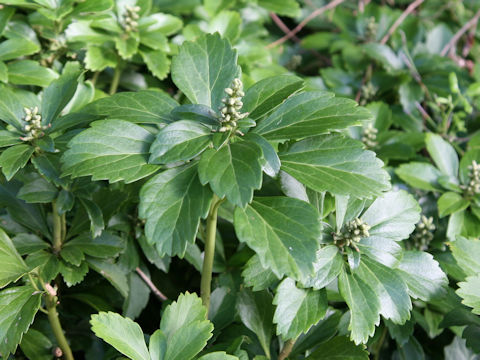 Pachysandra terminalis