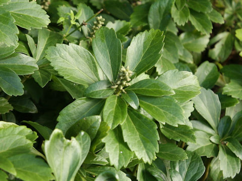 Pachysandra terminalis