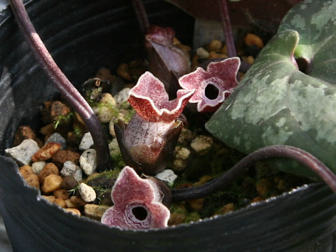 Heterotropa mitoanum