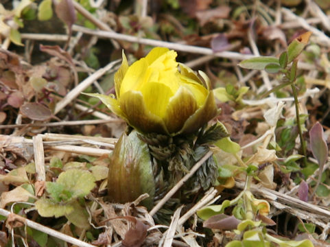 Adonis ramosa