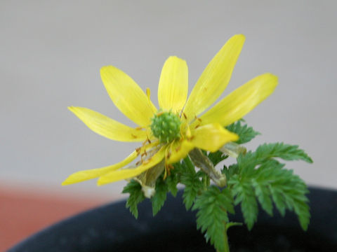 Adonis ramosa