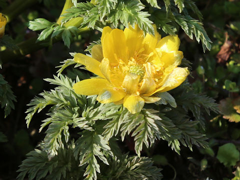Adonis ramosa