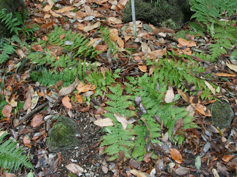 Dryopteris x fujipedis