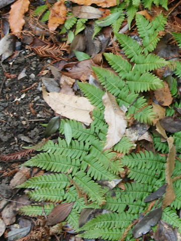 Dryopteris x fujipedis