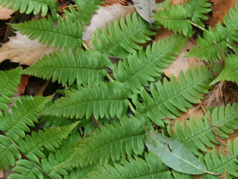 Dryopteris x fujipedis