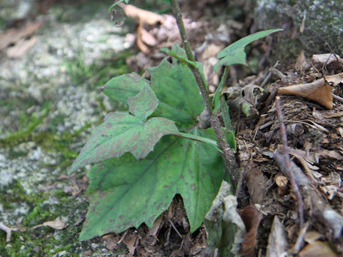 Prenanthes acerifolia