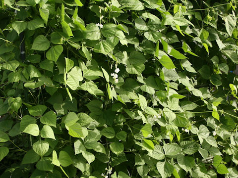Lablab purpurea