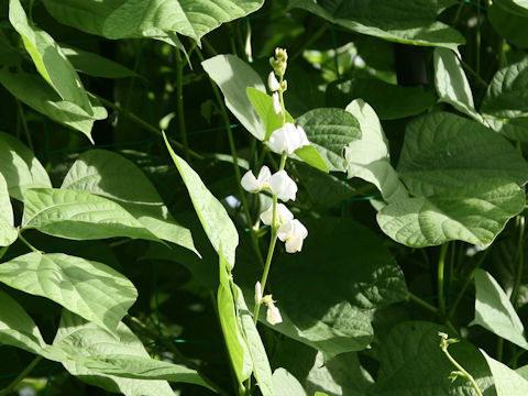 Lablab purpurea