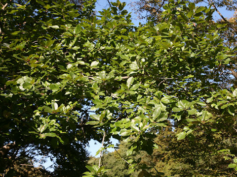 Quercus mongolicoides