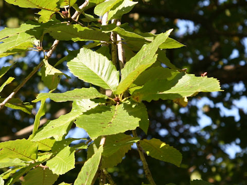 Quercus mongolicoides