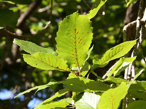 Quercus mongolicoides