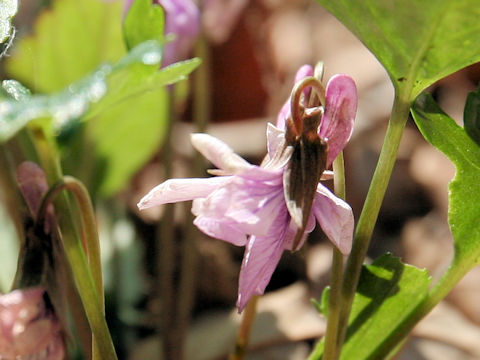 Viola eizanensis x Viola bissetii