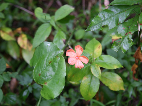 Lychnis miqueliana