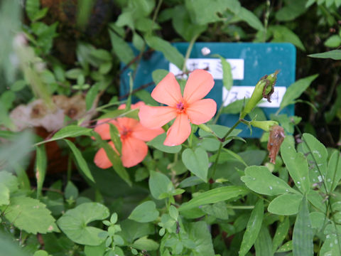 Lychnis miqueliana