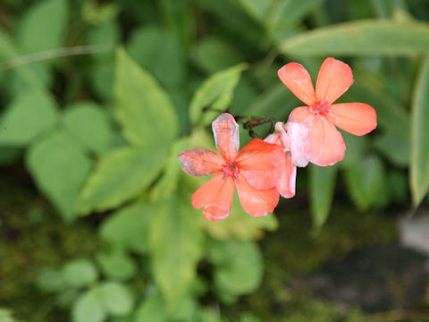 Lychnis miqueliana
