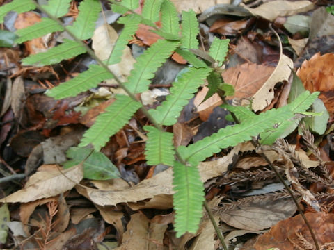 Microlepia marginata