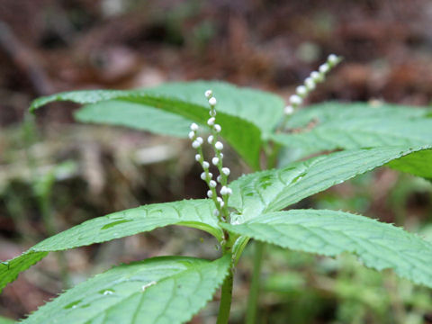 Chloranthus serratus