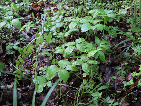 Chloranthus serratus