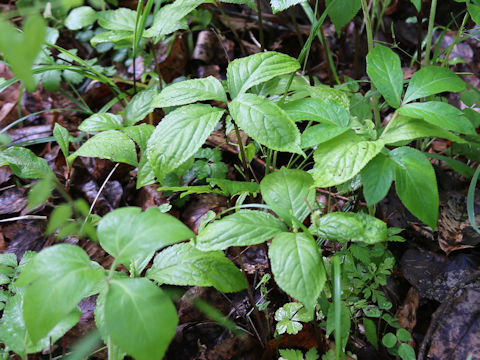 Chloranthus serratus