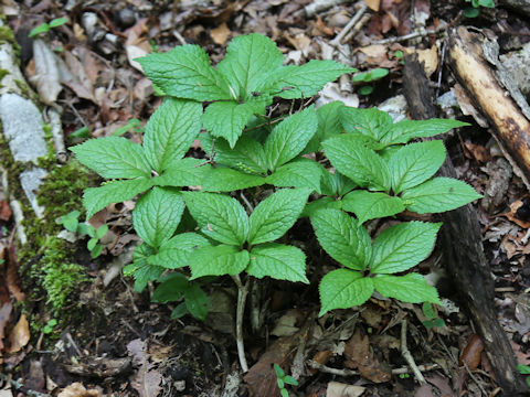 Chloranthus serratus