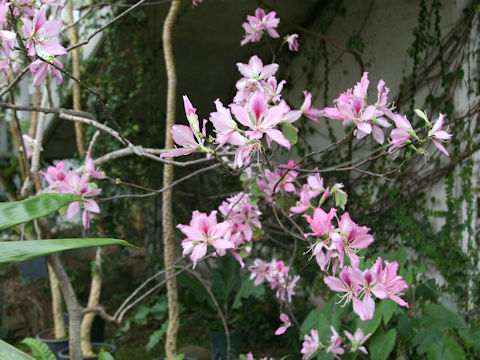 Bauhinia variegata