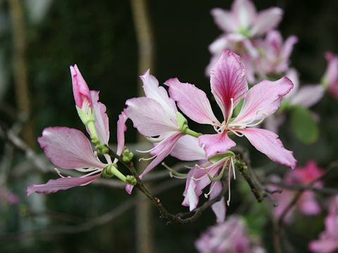 Bauhinia variegata