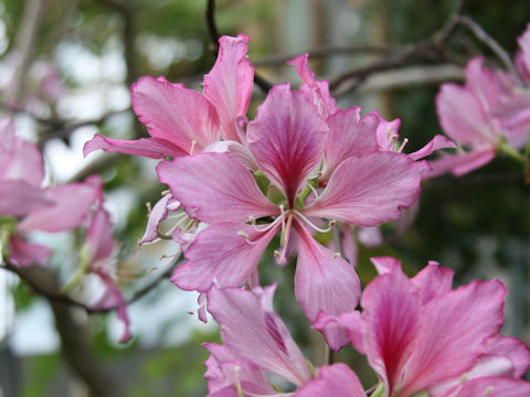 Bauhinia variegata