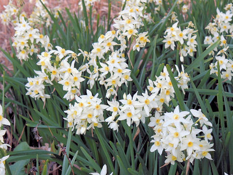 Narcissus tazetta var. tazetta