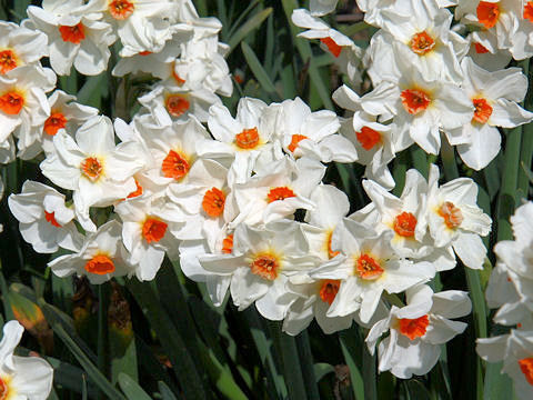 Narcissus tazetta var. tazetta cv. Cragford