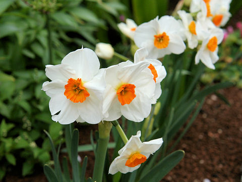 Narcissus tazetta var. tazetta cv. Geranium