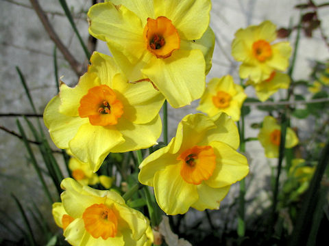 Narcissus tazetta var. tazetta