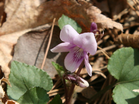 Viola sieboldii