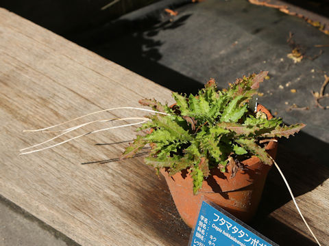 Crepis hokkaidoensis