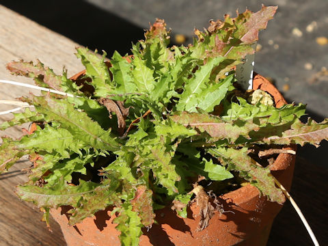 Crepis hokkaidoensis