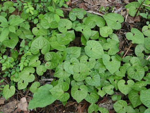 Asarum caulescens