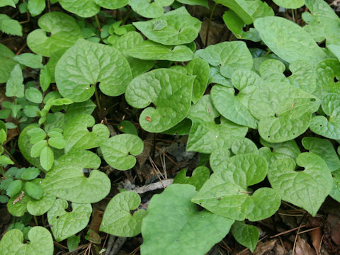 Asarum caulescens