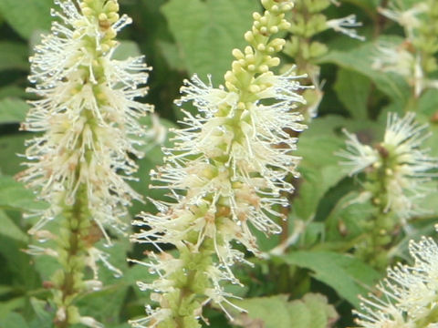 Leucosceptrum srellipilum f. barbinerve