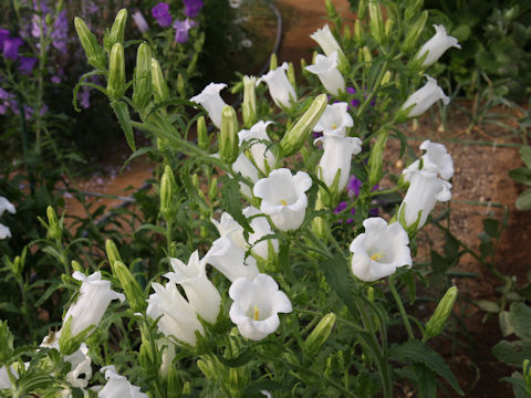 Campanula medium