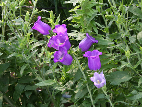 Campanula medium