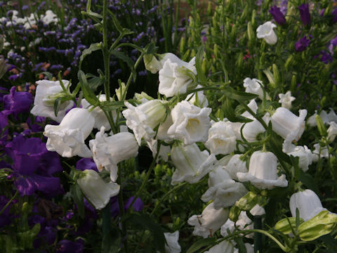 Campanula medium cv. Cup and Saucer