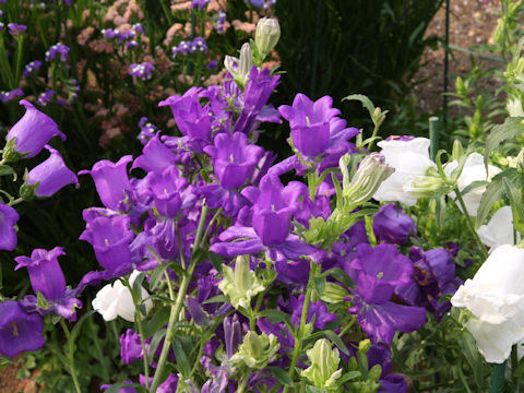 Campanula medium cv. Cup and Soucer