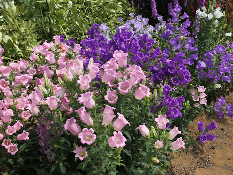 Campanula medium cv. May Mix