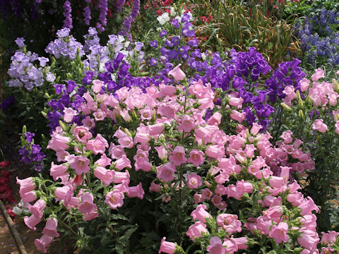 Campanula medium cv. May Mix