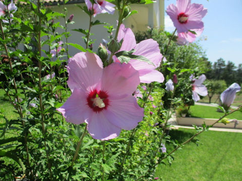 Hibiscus mutabilis